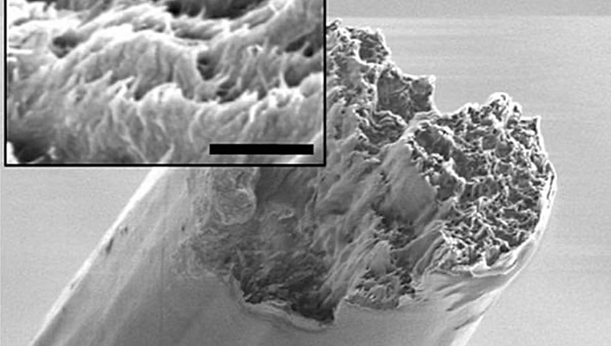 Electron microscope image of super wood: a dense, aligned cellulose nanofibre material derived from wood pulp, shown at the nanoscale, representing a sustainable and ultra-strong alternative to steel for future construction and design.